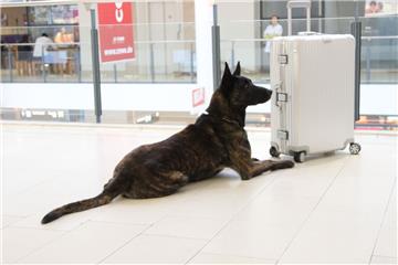 Polizeihund Bosse (hier beim Einsatz am Flughafen in Bremen) konnte mit seiner imposanten Gestalt einen mutmaßlichen Autodieb zur Aufgabe zwingen.