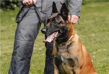 Polizeihund