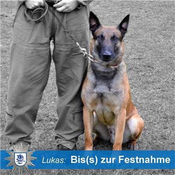 Polizeihund "Lukas" hat in Lehe einen Einbrecher zur Strecke gebracht.