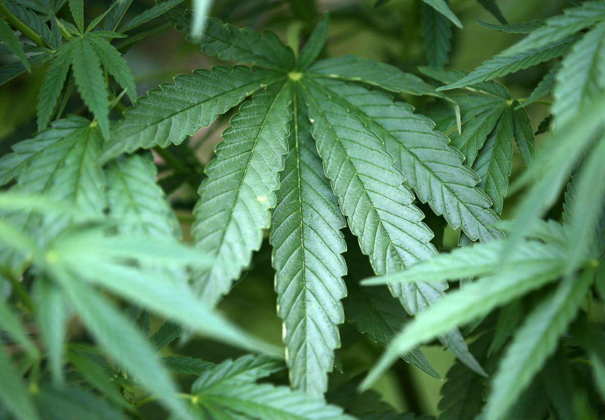 Festnahme im Drogenmilieu: Mann (25) aus Bremervörde sitzt in U-Haft Polizisten aus Bremervörde und Rotenburg entdeckten eine kleine Indoor-Plantage mit 43 Cannabispflanzen.