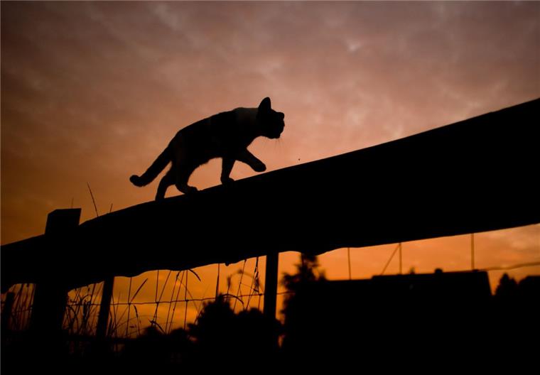Bremerhaven: So werden Polizisten zu Katzenrettern Polizisten haben in Bremerhaven eine Katze gerettet.