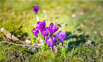 Pollenallergiker aufgepasst: Der Frühling hat begonnen.