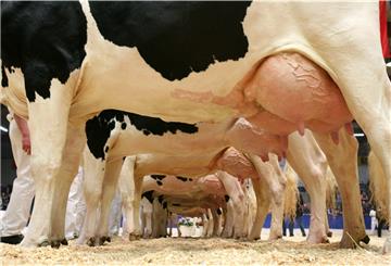 Pralle Euter: Die Hochleistungskühe von heute produzieren enorm viel Milch. Aber leben sie deshalb gleich in Agrarfabriken? Tiermediziner Professor Thomas Blaha findet den Begriff für die Debatte um Tierwohl nicht hilfreich.