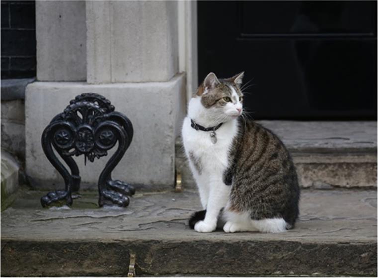 Premiere-Minister David Cameron und seine Familie müssen aus der Downing Street 10 ausziehen - der Kater Larry bleibt.