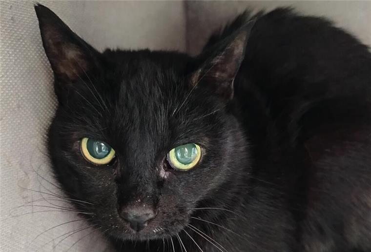 Puma zeigt klare Grenzen – die stolze Katze sucht Menschen mit Feingefühl und Geduld.