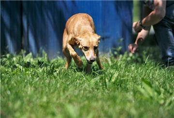 HANDOUT - Ein professionelles Hundetraining kann ängstlichen Tieren helfen, entspannter und zutraulicher zu werden. (zu dpa: «Familienhund aus dem Tierschutz: Darauf sollten Sie achten») Foto: Heike Schmidt-Röger/Kosmos/dpa-tmn - ACHTUNG: Nur zur redaktionellen Verwendung im Zusammenhang mit dem genannten Text und nur bei vollständiger Nennung des vorstehenden Credits - Honorarfrei nur für Bezieher des dpa-Themendienstes +++ dpa-Themendienst +++