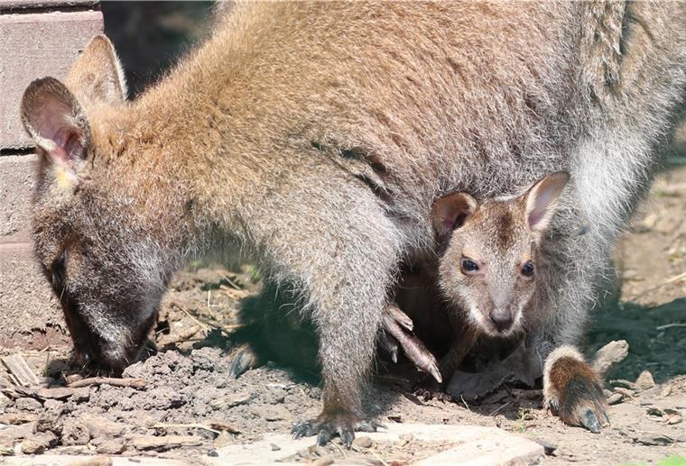 Wallaby-Nachwuchs auf Mürrwardener Ranch Queeny ist in ihren eineinhalb Jahren auf der Lama Ranch Narvanas in Mürrwarden bereits zweimal Mutter geworden. Nach Maggy tummelt sich jetzt Tiffy in ihrem Beutel.