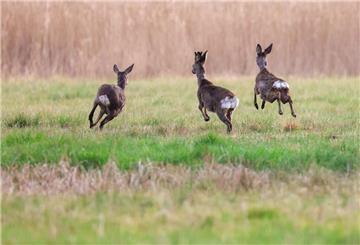 Rehe springen am Morgen über eine Wiese