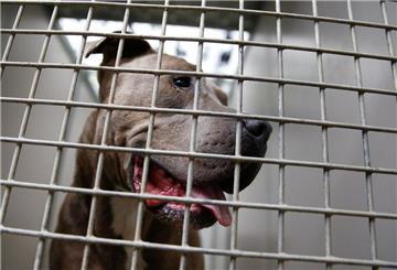 Ein Staffordshire Bullterrier schaut durch die Gitterstäbe eines Tierheim-Zwingers.