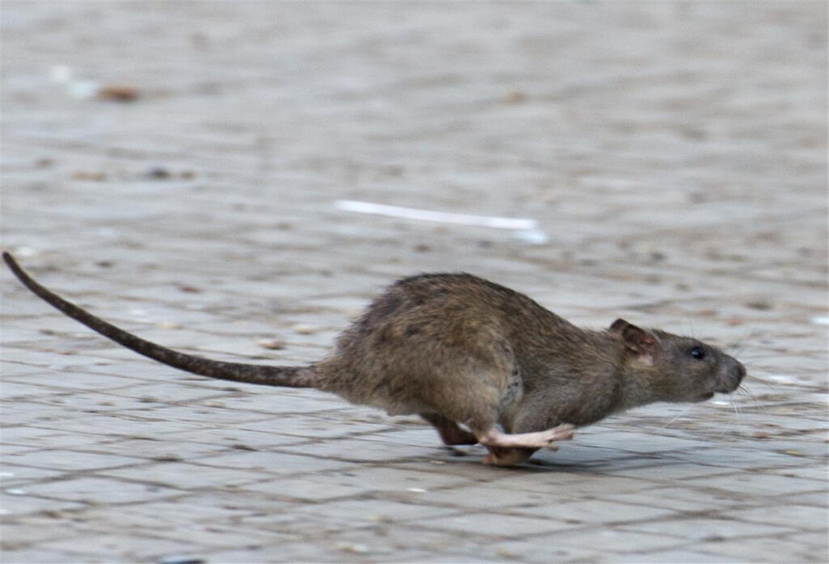 Böse Überraschung aus dem Klo: So versperrt ihr Ratten den Weg in die Wohnung Eine Ratte läuft davon.