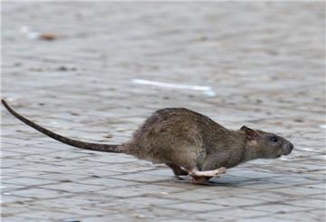 Eine Ratte läuft davon.