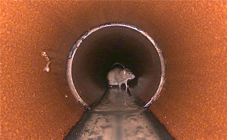 Ratten stöbern in der Kanalisation in Bremerhaven nach Nahrung. Sie bewegen sich geschickt durch das Entwässerungssystem. Wer Speisereste über den Kanal entsorgt, füttert die Tiere in der Unterwelt.
