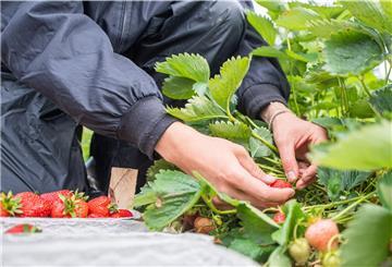 Raus aufs Feld: Die Saison hat mit Verspätung begonnen, aber jetzt kann man auch im Cuxland selbst Erdbeeren pflücken.