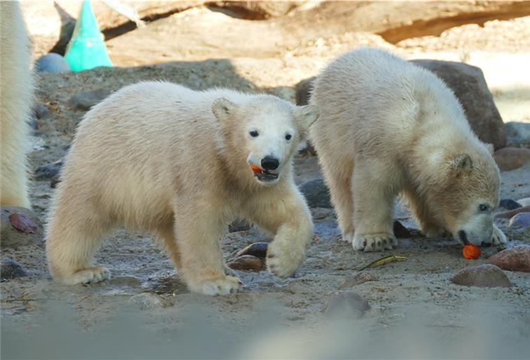Reagieren neugierig auf Besucher und mögen Möhren: Die Eisbärmädchen "Anna" und "Elsa".