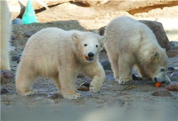 Reagieren neugierig auf Besucher und mögen Möhren: Die Eisbärmädchen "Anna" und "Elsa".