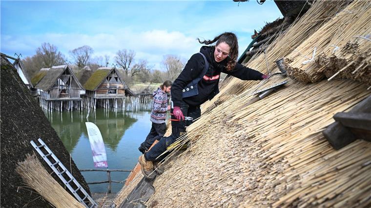Norden an Bodensee: Reetdachdeckerin frischt Pfahlbauten auf Reetdachdeckerin Moira Memmhardt und Projektleiter Marten Heckmann (l) verarbeiten bündelweise Reet auf einem der Häuser des Pfahlbaumuseums in Unteruhldingen am Bodensee.