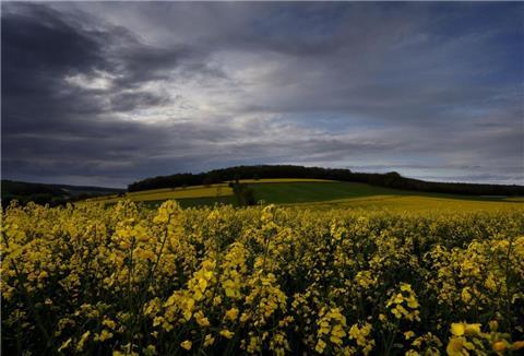 Regenwolken ziehen über blühende Rapsfelder in Nordbayern.