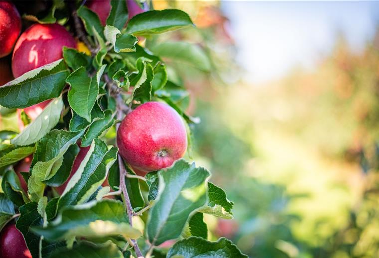 Landfrauenmarkt Ihlienworth öffnet seine Pforten Regionale Produkte - darunter auch Äpfel - werden am kommenden Wochenende auf dem Landfrauenmarkt in Ihlienworth angeboten.