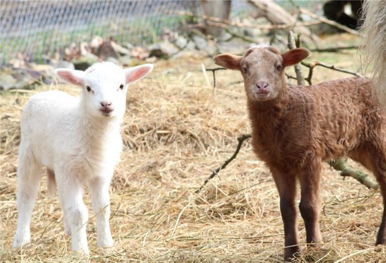 Reinrassig sind sie zwar nicht, aber trotzdem niedlich – die Lämmer auf der Dreptefarm. 
