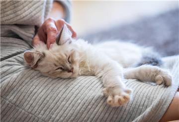 Nachbarschaftsstreit um Kater Leo endet vor Gericht: Zürcher Rentnerin darf den Stubentiger behalten!
