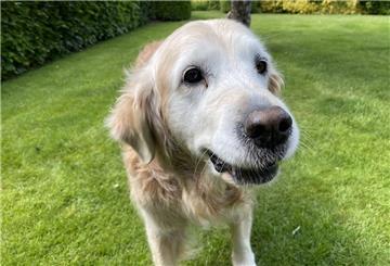 Retriever-Dame Jessy aus Rodenkirchen ist längst eine alte Dame. Anfang Mai hat sie einen besonderen Geburtstag gefeiert.