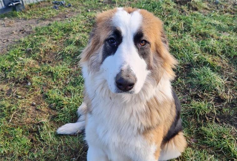 Riley ist eine junge Hündin mit einem charmanten Charakter.