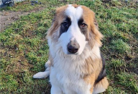 Riley ist eine junge Hündin mit einem charmanten Charakter.