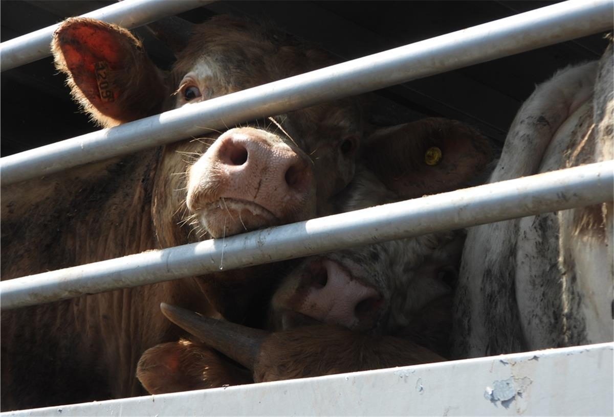 Rinder stehen in einem Tiertransporter.