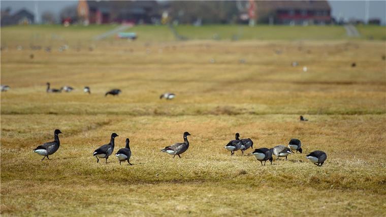 Kreativwettbewerb zu den 25. Ringelganstagen startet Ringelgänse laufen auf Hallig Hooge über eine Wiese vor einer Warft.