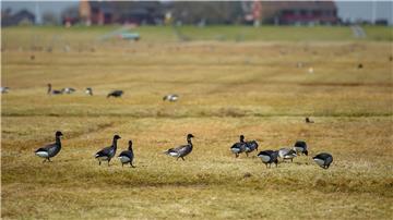 Ringelgänse laufen auf Hallig Hooge über eine Wiese vor einer Warft.