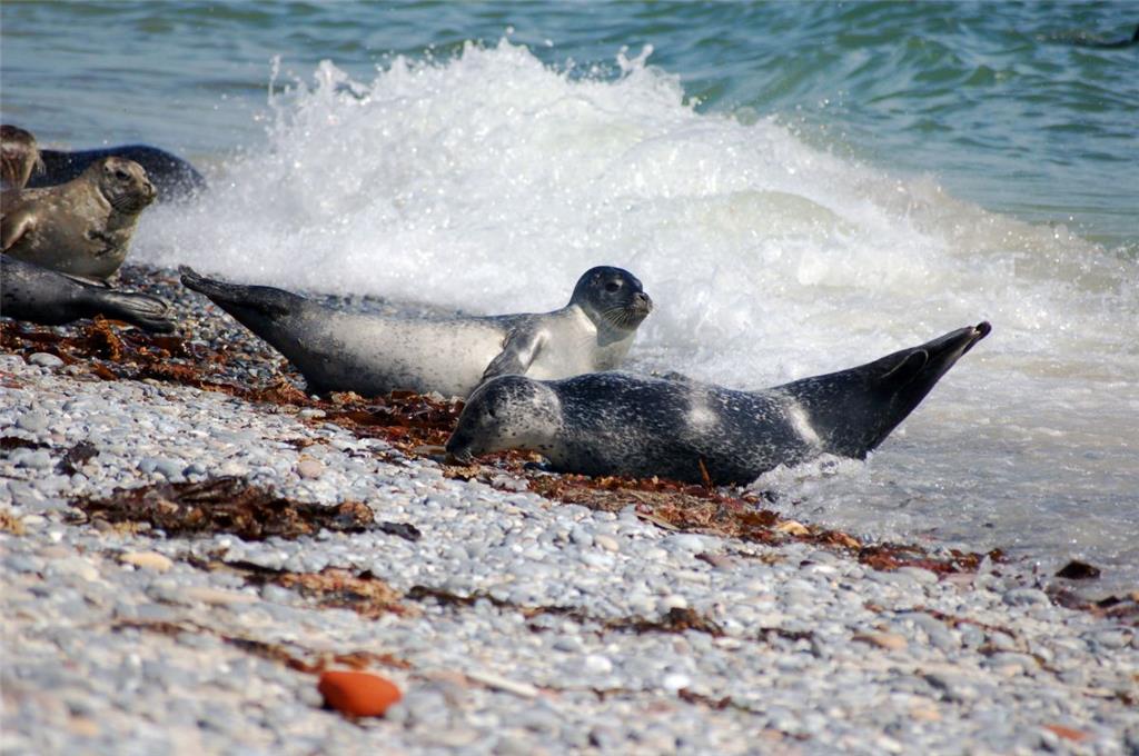 Robben und Seehunde tummeln sich auf dem Strand der Düne. Foto: Rabbel