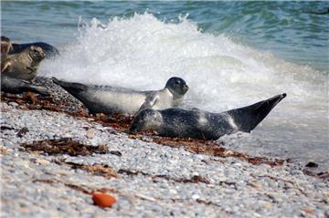 Robben und Seehunde tummeln sich auf dem Strand der Düne. Foto: Rabbel