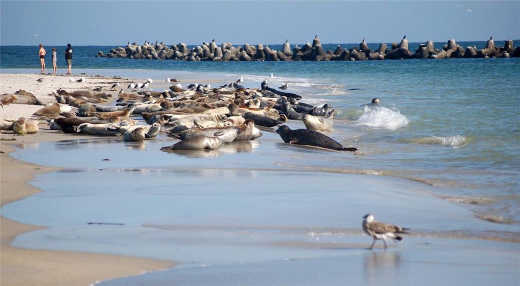 Robben und Seehunde tummeln sich auf dem Strand der Düne. Foto: Rabbel