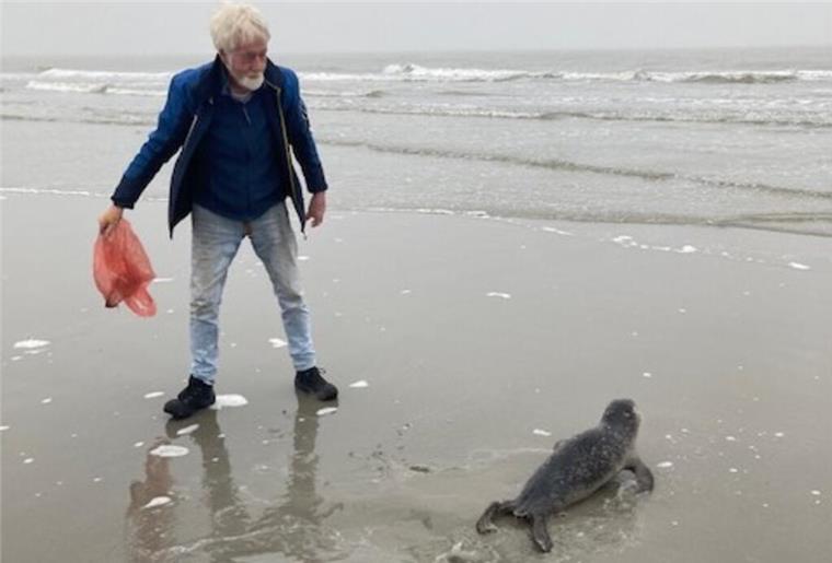 Hilflos am Strand: Robbe wird auf Nordseeinsel aus Kartoffelnetz befreit Hilflos am Strand: Robbe wird auf Nordseeinsel aus Kartoffelnetz befreit