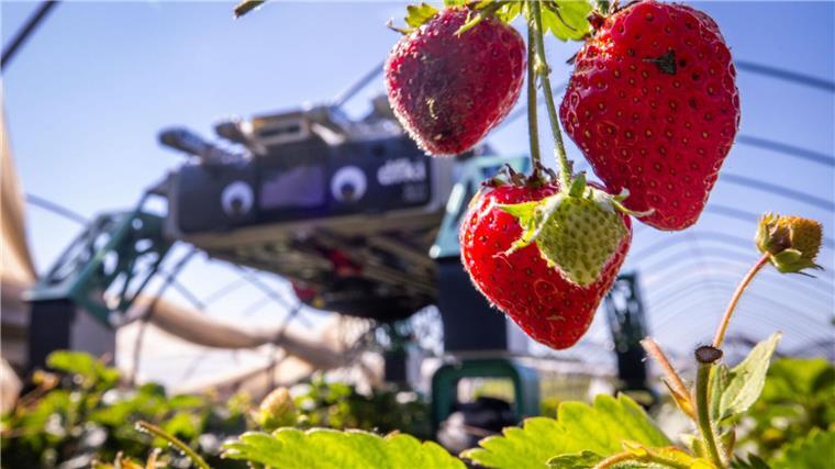 Erdbeerpflücken mit KI: Ernteroboter soll Betriebe entlasten Roboter SHIVAA im Erdbeer-Einsatz.
