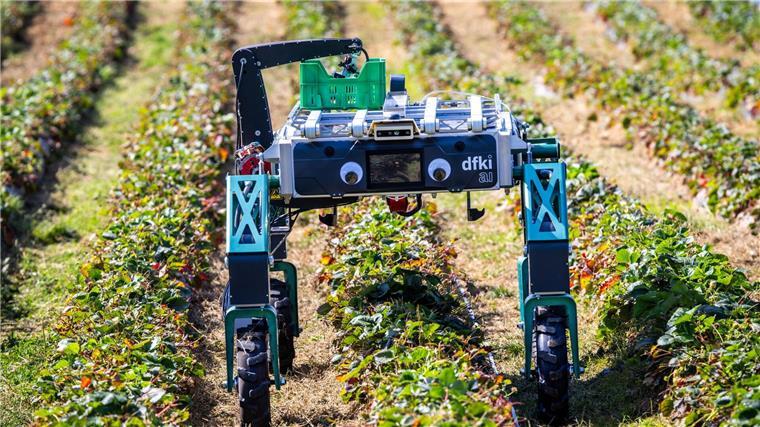 Erdbeerpflücken mit KI: Ernteroboter soll Betriebe entlasten Roboter SHIVAA sucht nach reifen Früchten.