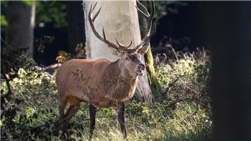 Röhren wie ein Hirsch: Am 29. September wird wieder der beste norddeutsche Hirschrufer gesucht (Symbolbild).