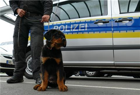 Rottweiler Balu hat vor einem Jahr seinen Dienst bei der Polizei in Bremerhaven angegreten.