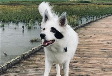 Ein weißer Tierschutzhund mit schwarzer Zeichnung im Gesicht steht auf einem Steg in einer Salzwiese an der Nordsee. 