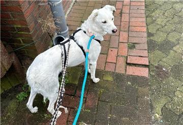 Weißer Hund