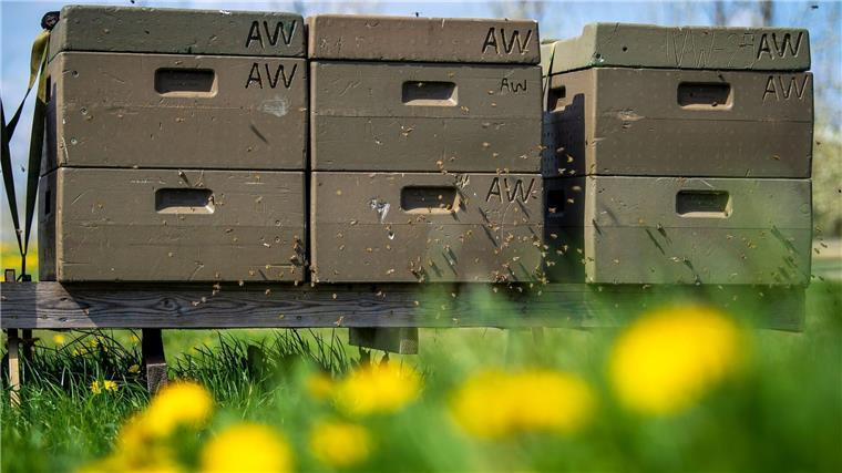 Rund 120 Gläser Honig haben die „Hafenbienen“ in Bensersiel im vergangenen Jahr produziert. (Symbolbild)