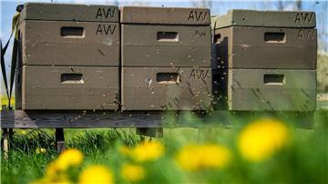 Rund 120 Gläser Honig haben die „Hafenbienen“ in Bensersiel im vergangenen Jahr produziert. (Symbolbild)