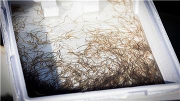 Rund 150.000 Glasaale, also Baby-Aale, sollen den Bestand der Art im Steinhuder Meer sichern. 