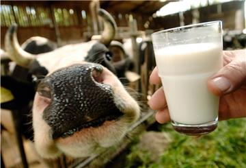 Rund 32,6 Millionen Tonnen Kuhmilch sind im vergangenen Jahr in deutschen Molkereien verarbeitet worden.