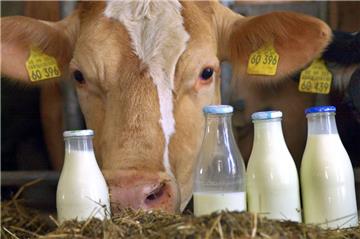 Rund 4,3 Millionen Kühe in Deutschland produzieren jährlich 32 Millionen Tonnen Milch.