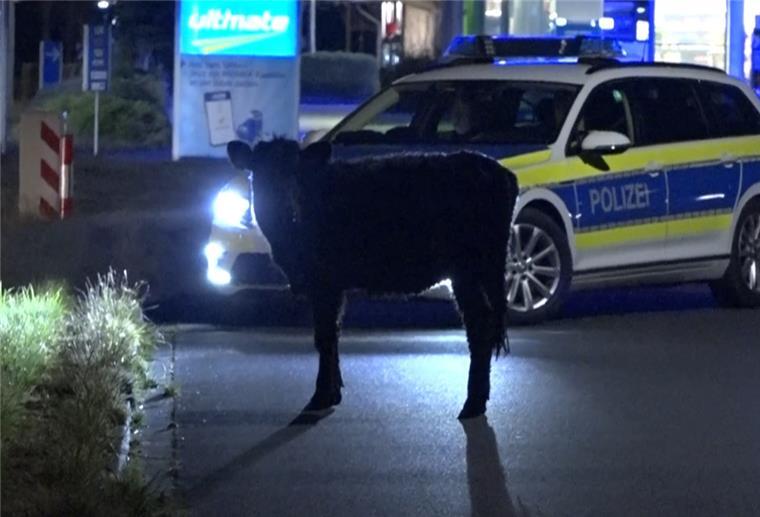 Eine Kuh steht vor einem Polizeiauto.