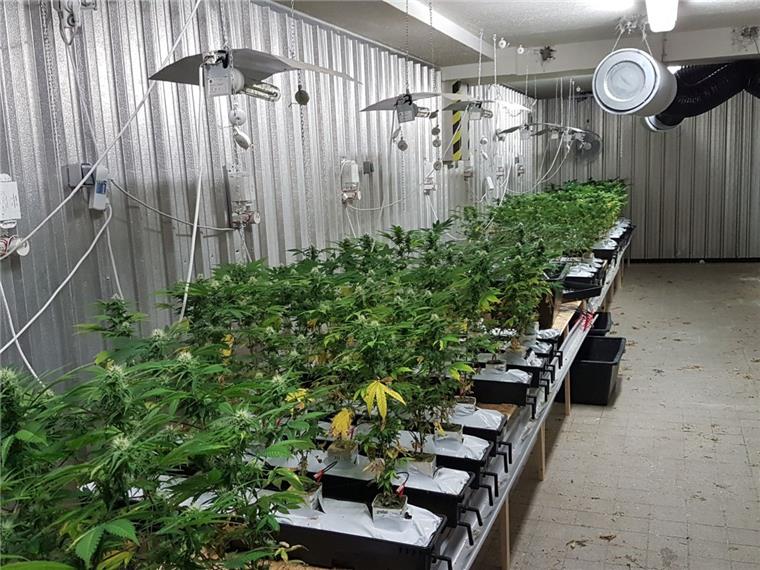 Rund 500 Cannabispflanzen hat die Polizei in Bremen sichergestellt.