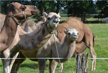 Rund 60 Kamele hält Familie Marquard in Hiddingen am Rand der Lüneburger Heide. Die Tiere haben das ganze Jahr über die Wahl, ob sie sich draußen oder in ihrem Stall aufhalten wollen.