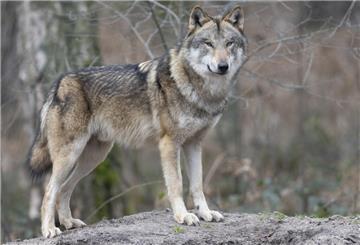 Ein Wolf steht in seinem Gehege im Tierpark. 