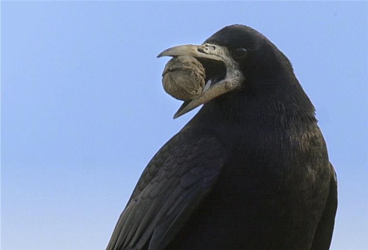 Saatkrähen ernähren sich von Käferlarven, Schnecken, Mäusen und Pflanzen und sind immer für eine Abwechslung auf dem Speiseplan zu haben.